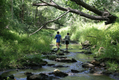 Children exploring a stream